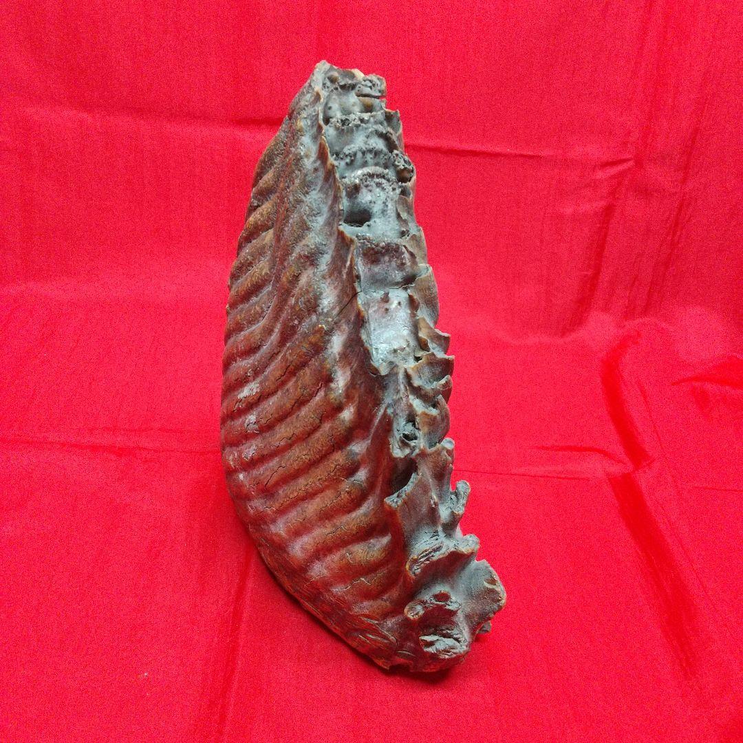 ナウマン像白歯化石