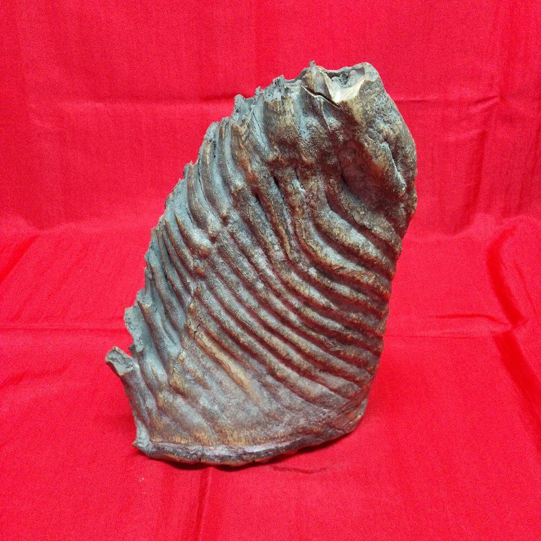 ナウマン像白歯化石