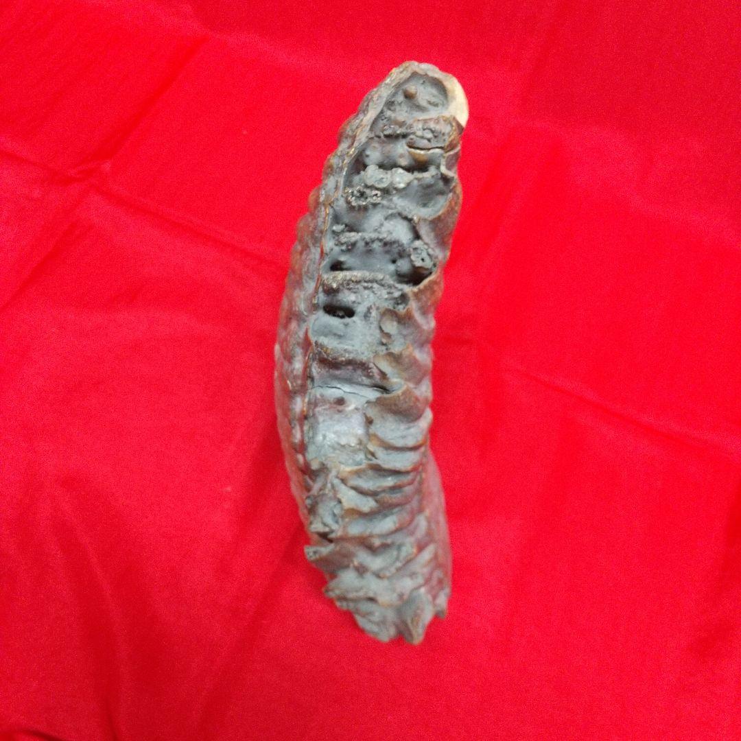 ナウマン像白歯化石