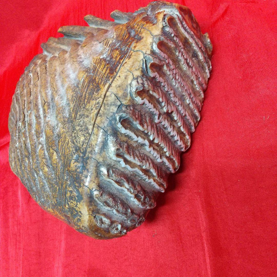 ナウマン像白歯化石