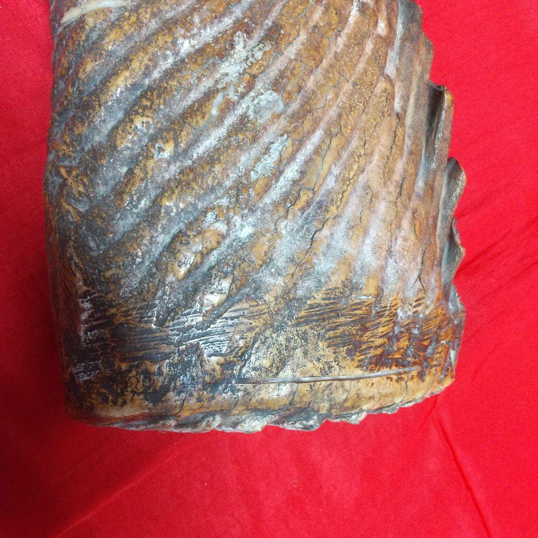 ナウマン像白歯化石