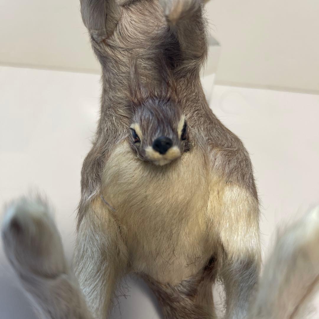 超リアル　カンガルー お腹の袋に子供　繊細な工芸品 全長16㎝　高さ18㎝