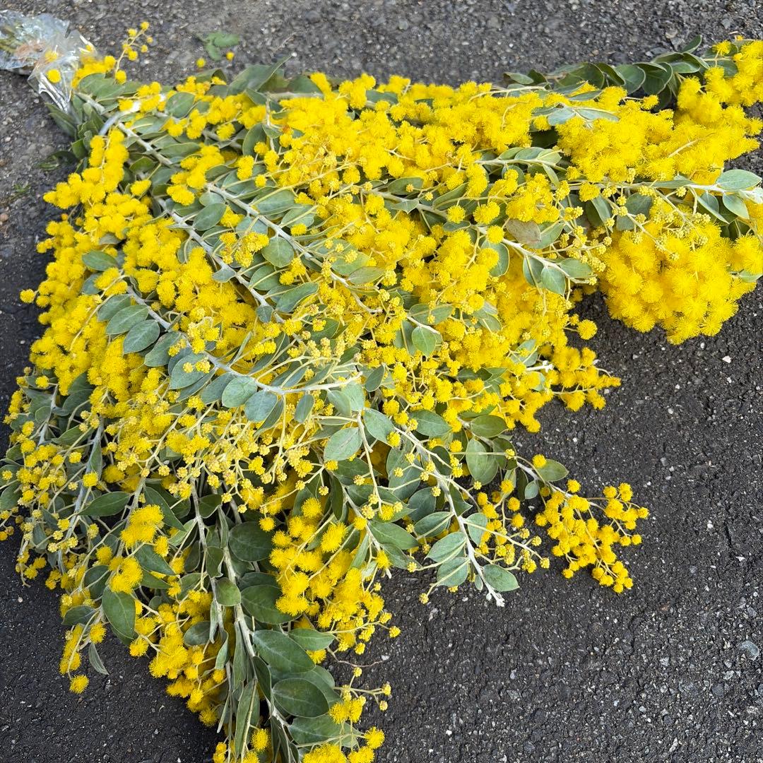 30本束(10本2,500円) !!ボリューム控えめの特価品!! 真珠葉アカシア