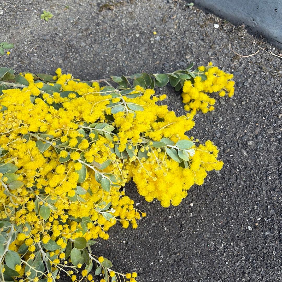 30本束(10本2,500円) !!ボリューム控えめの特価品!! 真珠葉アカシア