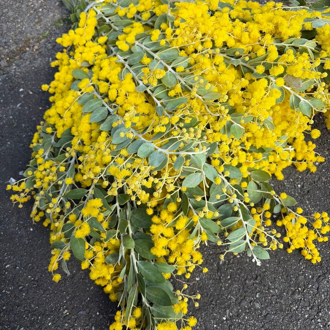 30本束(10本2,500円) !!ボリューム控えめの特価品!! 真珠葉アカシア