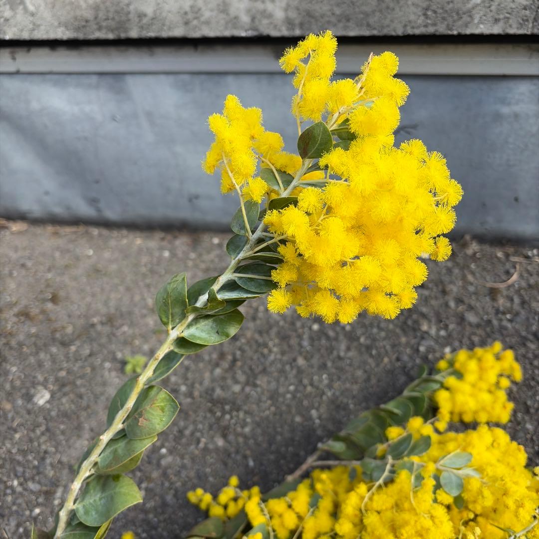 30本束(10本2,500円) !!ボリューム控えめの特価品!! 真珠葉アカシア