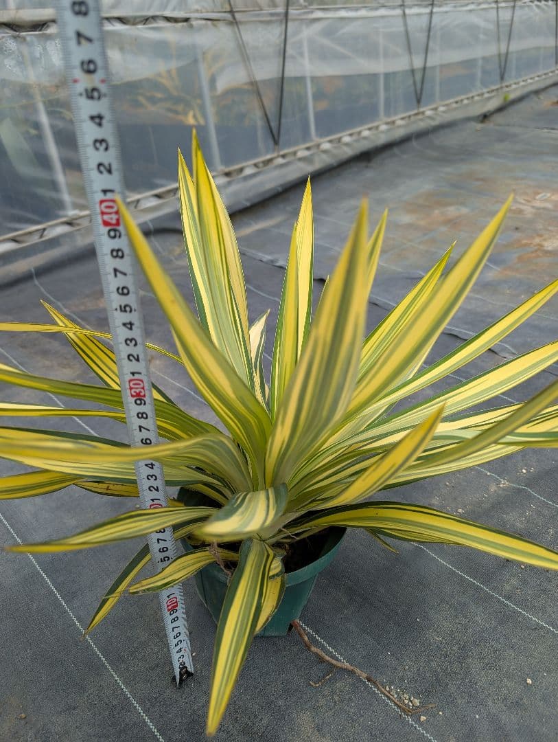 ユッカグロリオサ☆ライジングサン