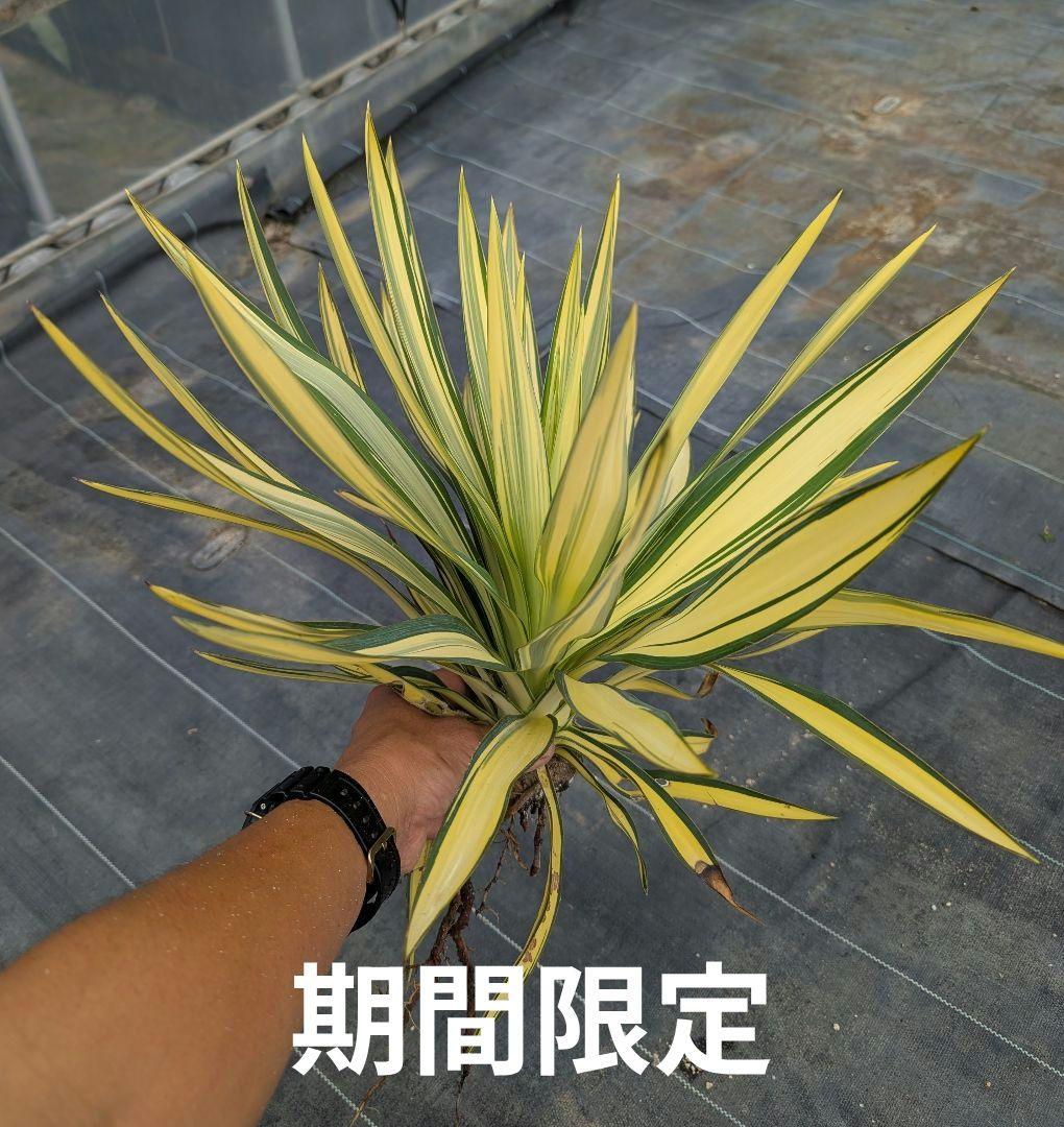 ユッカグロリオサ☆ライジングサン