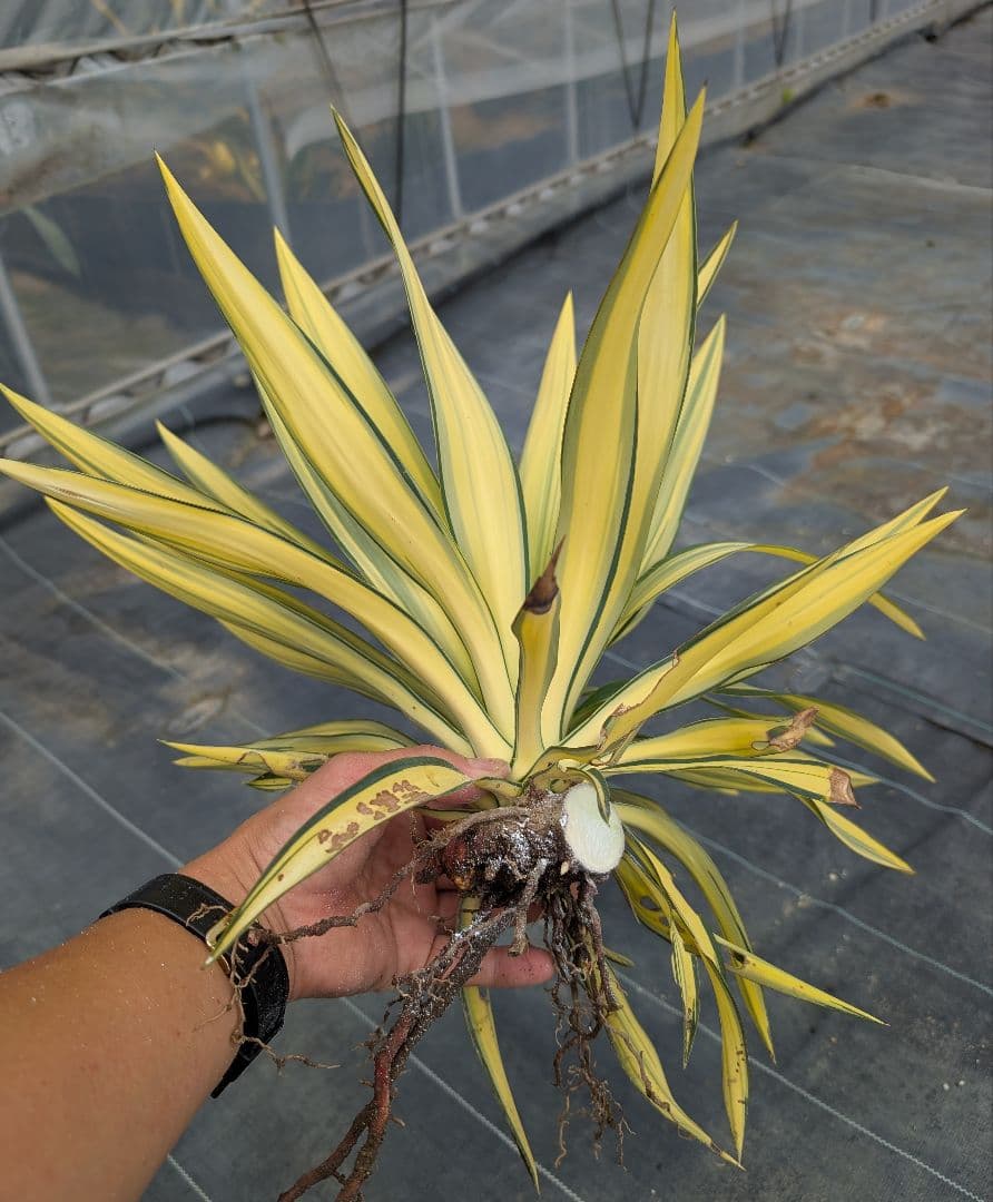 ユッカグロリオサ☆ライジングサン