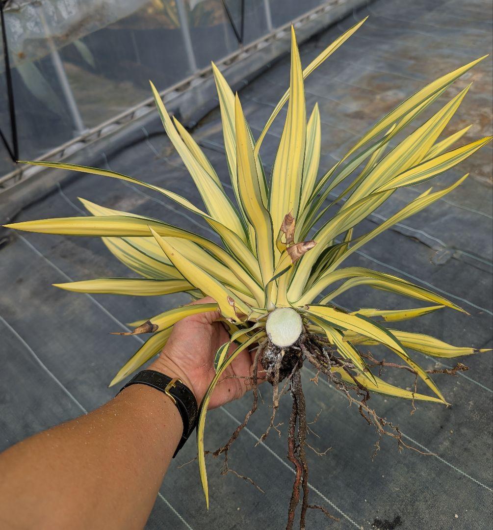 ユッカグロリオサ☆ライジングサン