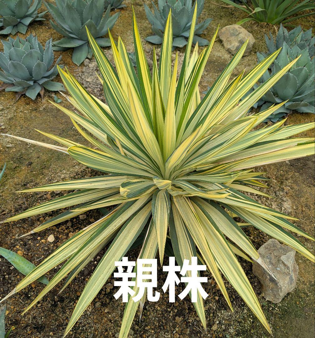 ユッカグロリオサ☆ライジングサン