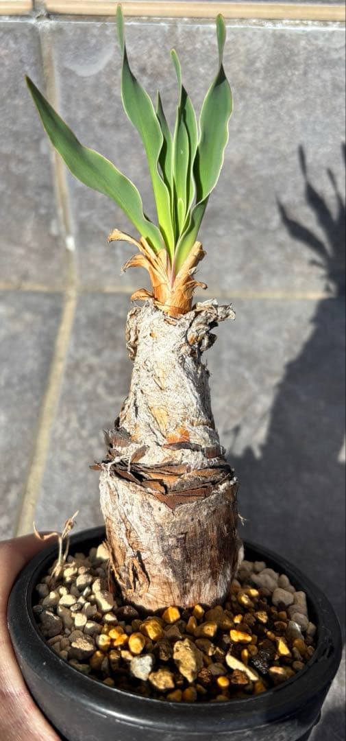 ブーファン ディスティチャ 抜き苗