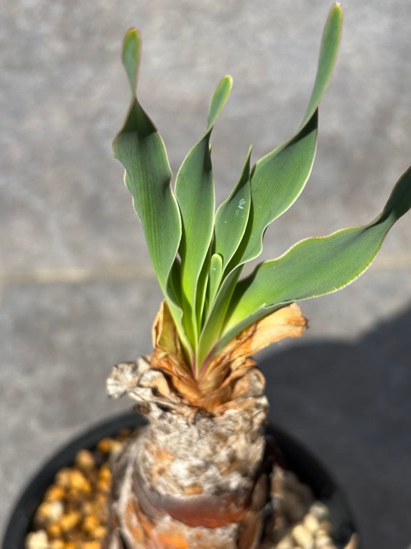 ブーファン ディスティチャ 抜き苗