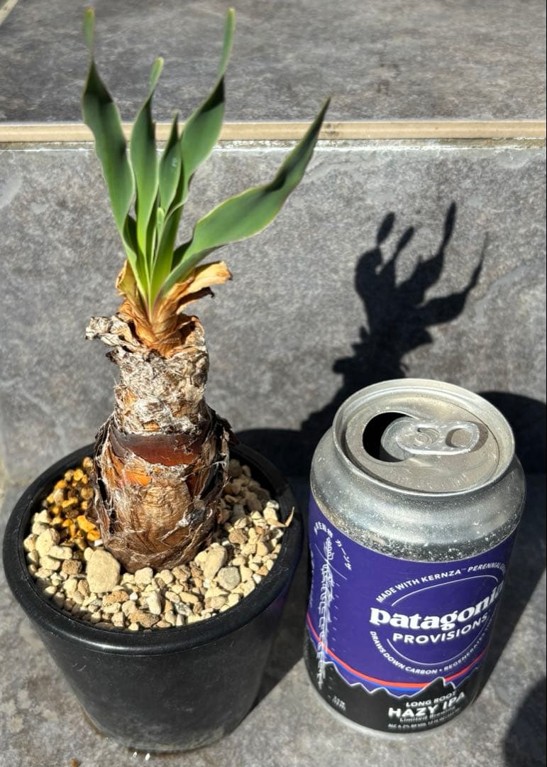 ブーファン ディスティチャ 抜き苗