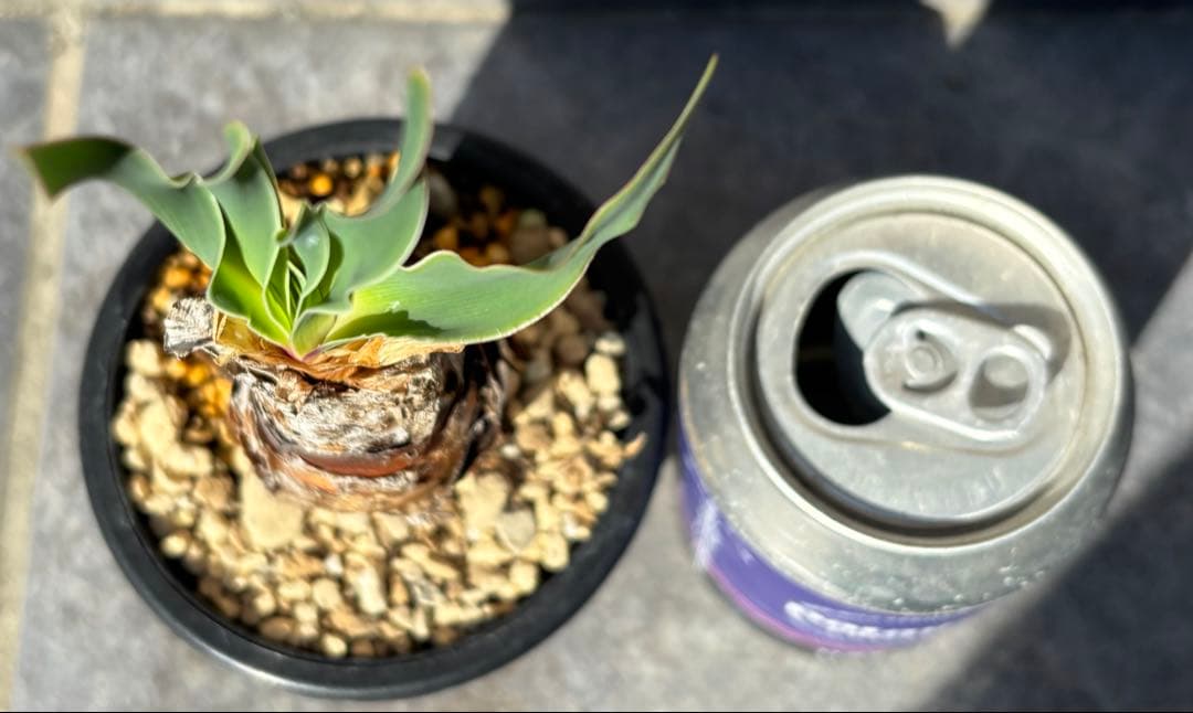 ブーファン ディスティチャ 抜き苗