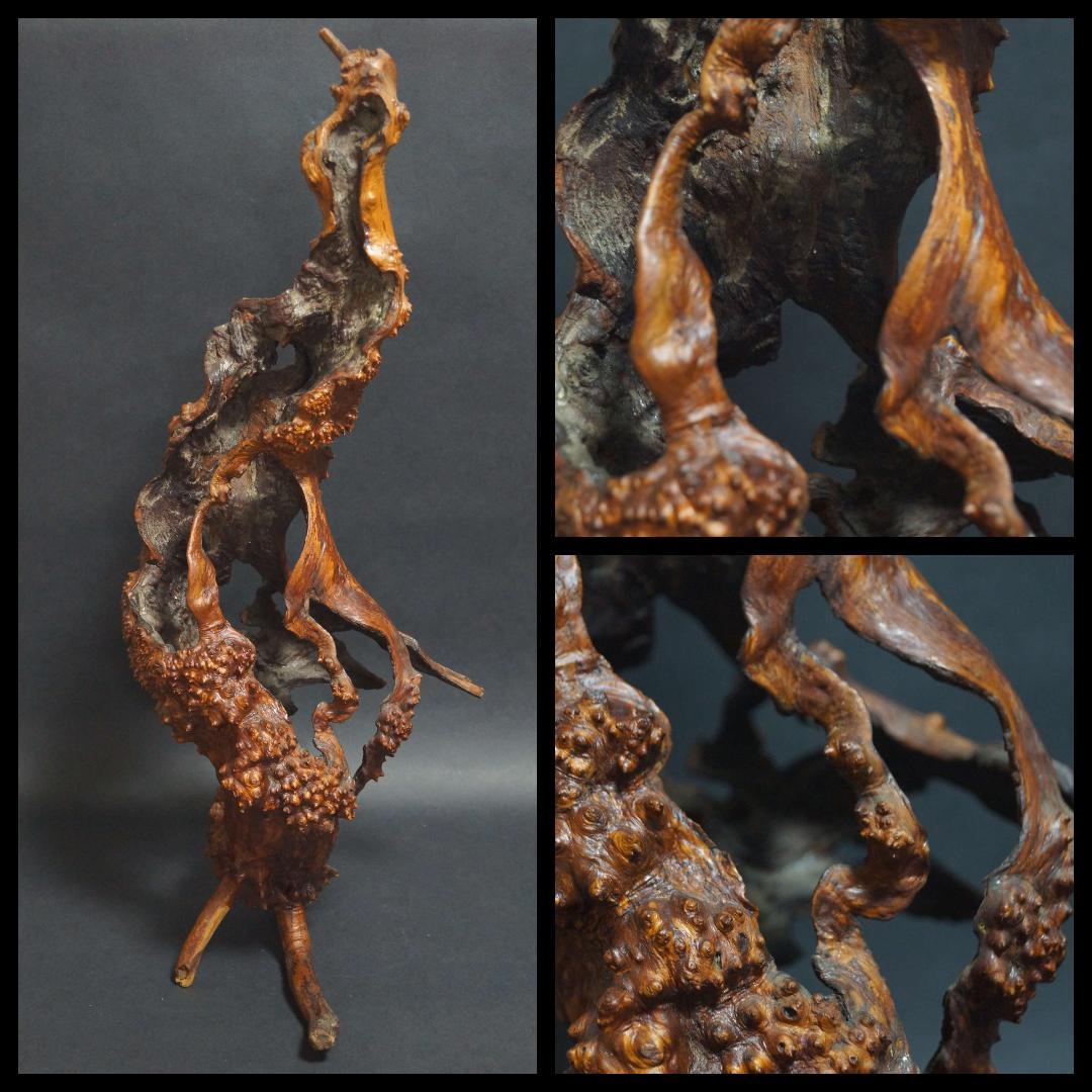 天然花梨木 根瘤 大型鑑賞木 玉杢瘤杢の自然造形オブジェ唯一無二のアートピース