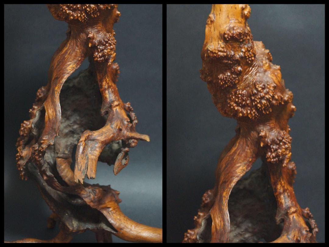 天然花梨木 根瘤 大型鑑賞木 玉杢瘤杢の自然造形オブジェ唯一無二のアートピース
