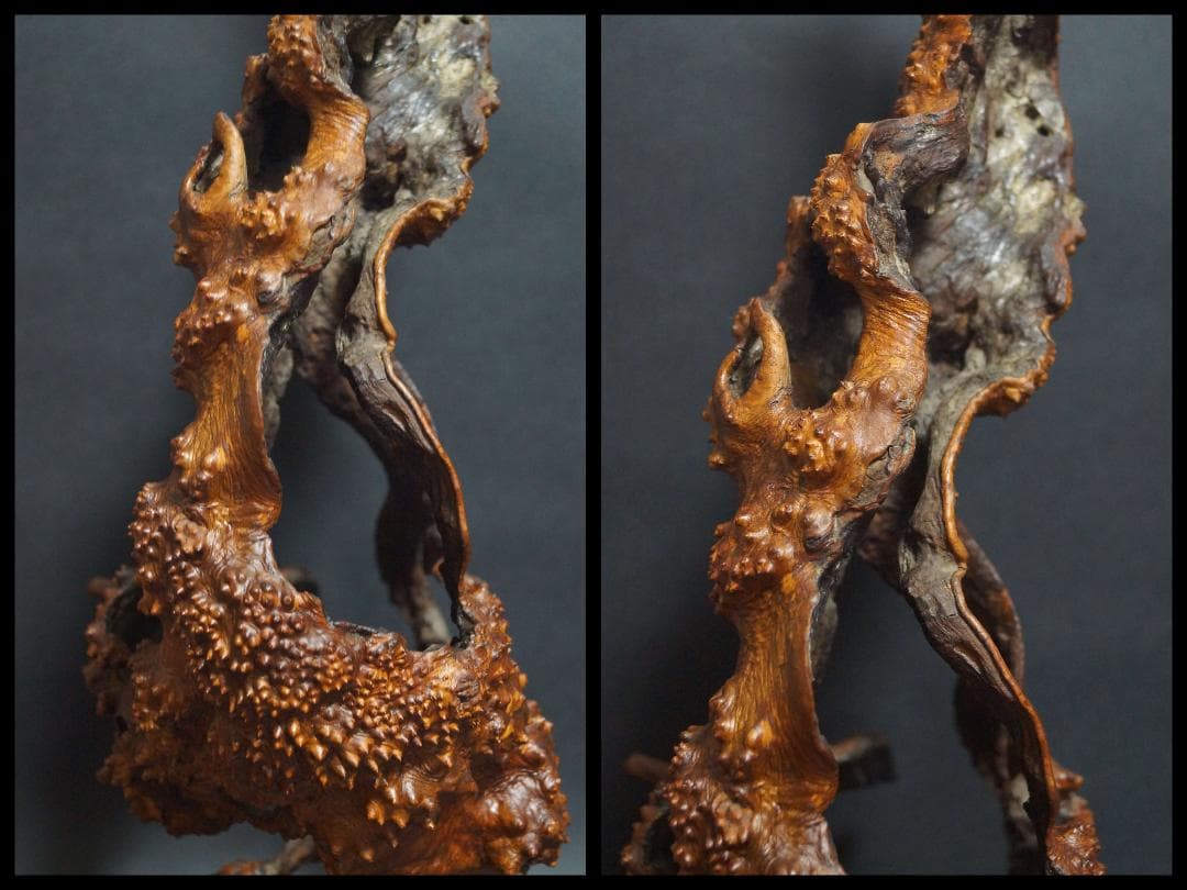 天然花梨木 根瘤 大型鑑賞木 玉杢瘤杢の自然造形オブジェ唯一無二のアートピース