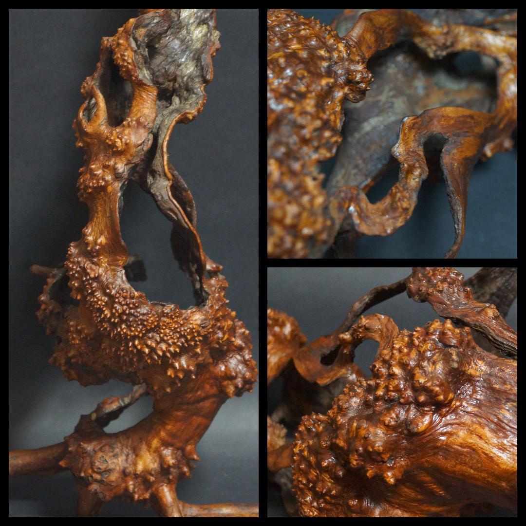 天然花梨木 根瘤 大型鑑賞木 玉杢瘤杢の自然造形オブジェ唯一無二のアートピース