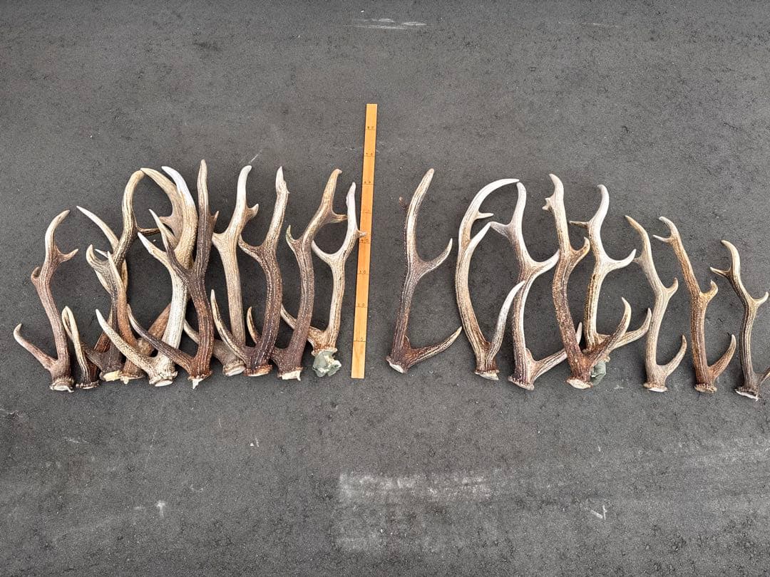 Susi　蝦夷鹿の角　18本セット　 217