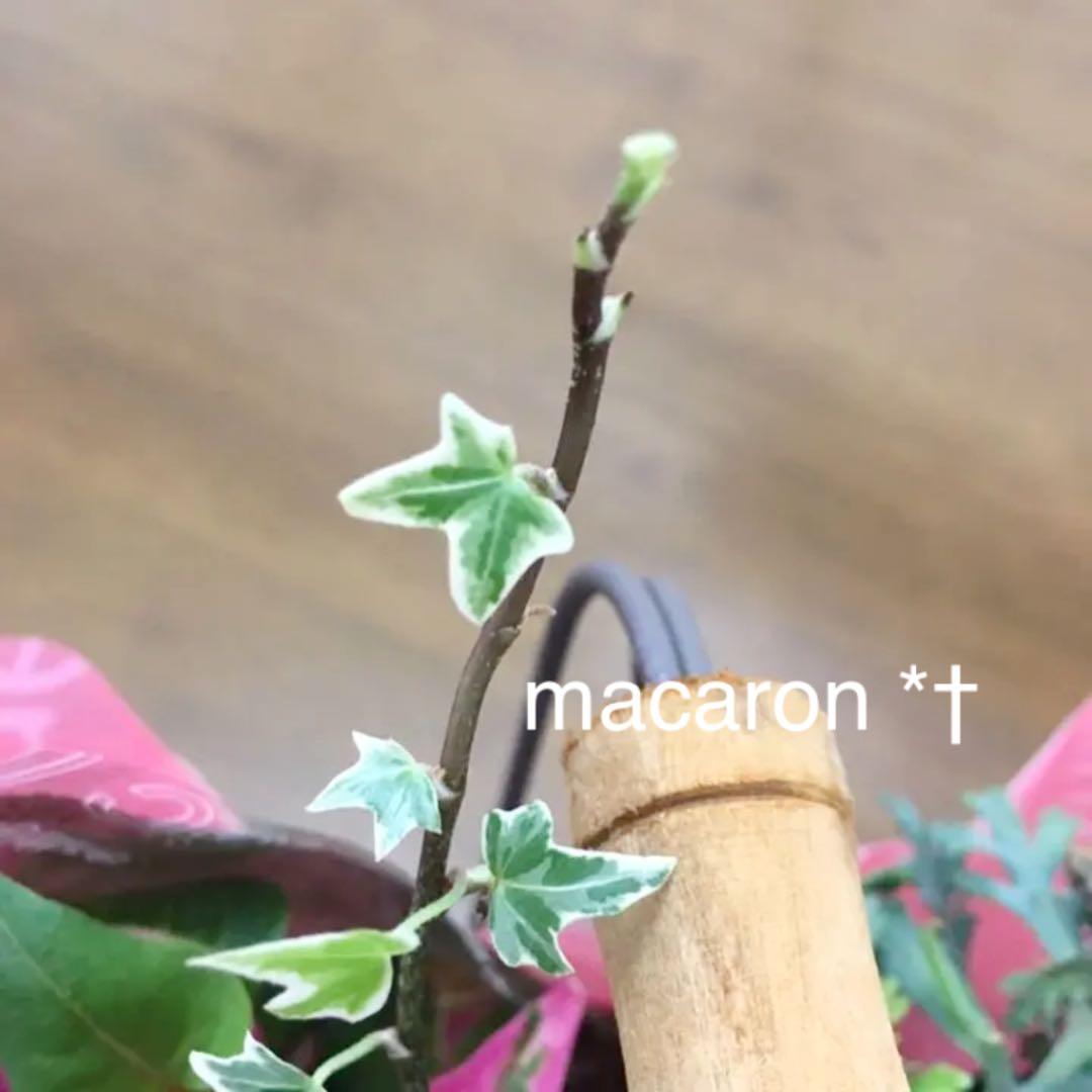 ♡ご確認&ご連絡用♡ニューミニシルバー＊根付きカット枝♡