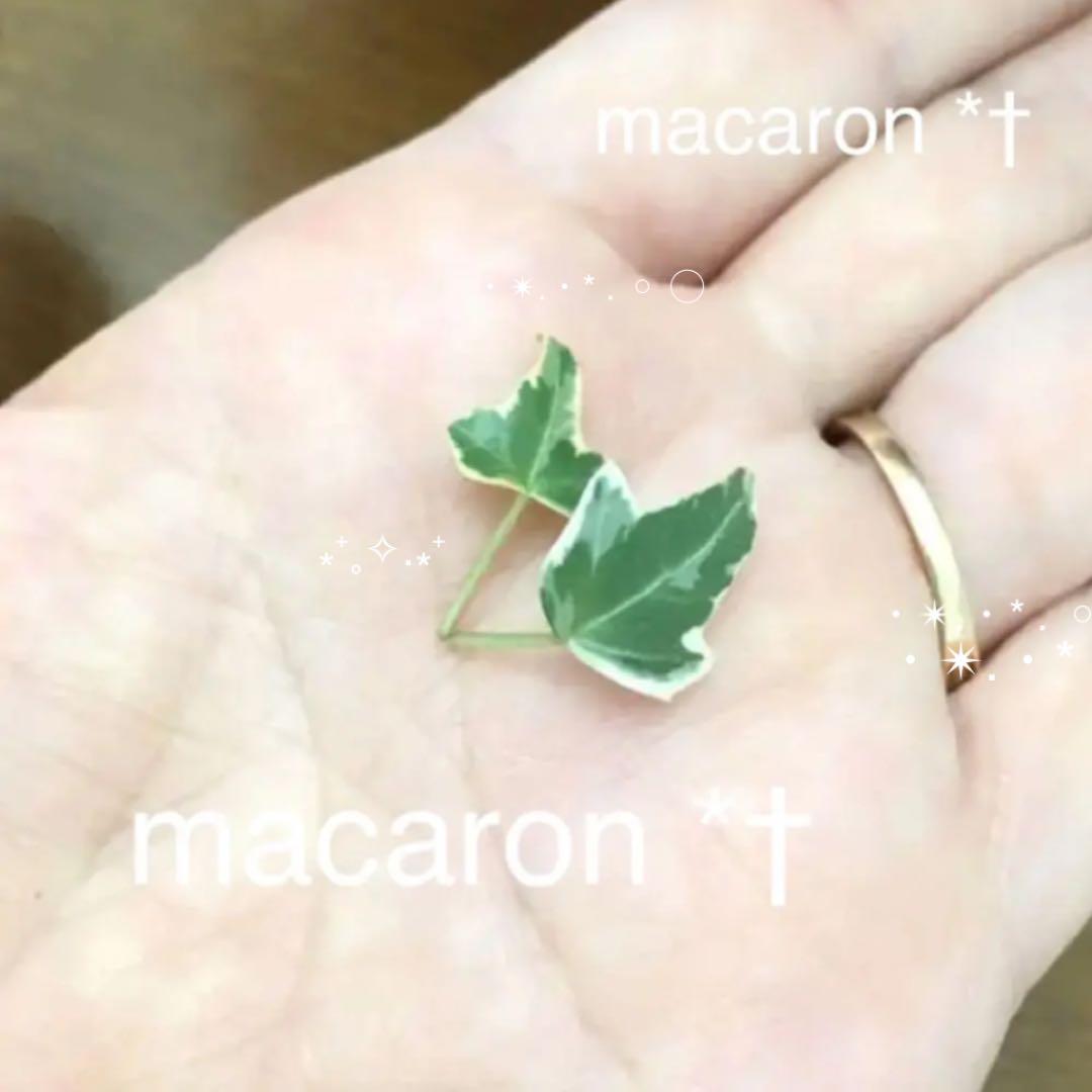 ♡ご確認&ご連絡用♡ニューミニシルバー＊根付きカット枝♡