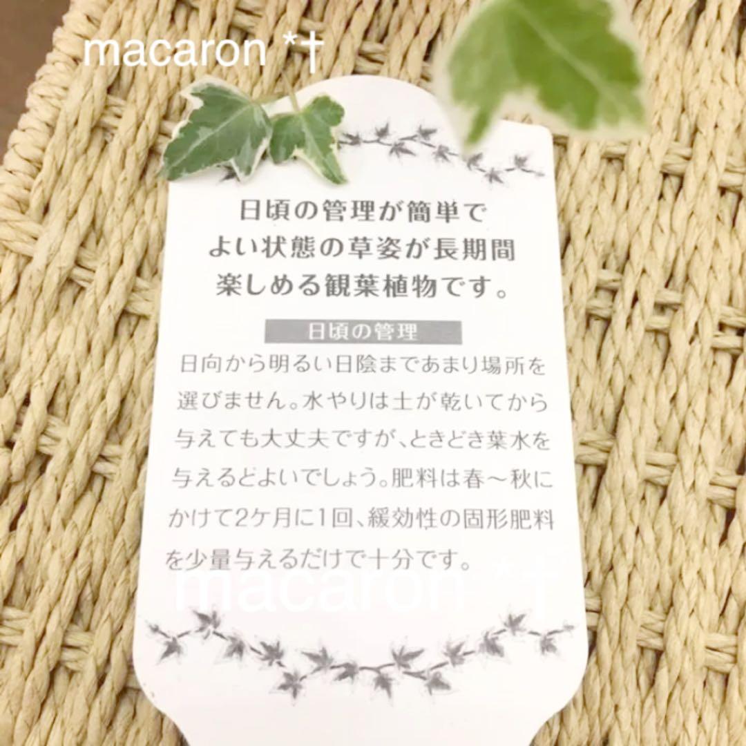 ♡ご確認&ご連絡用♡ニューミニシルバー＊根付きカット枝♡