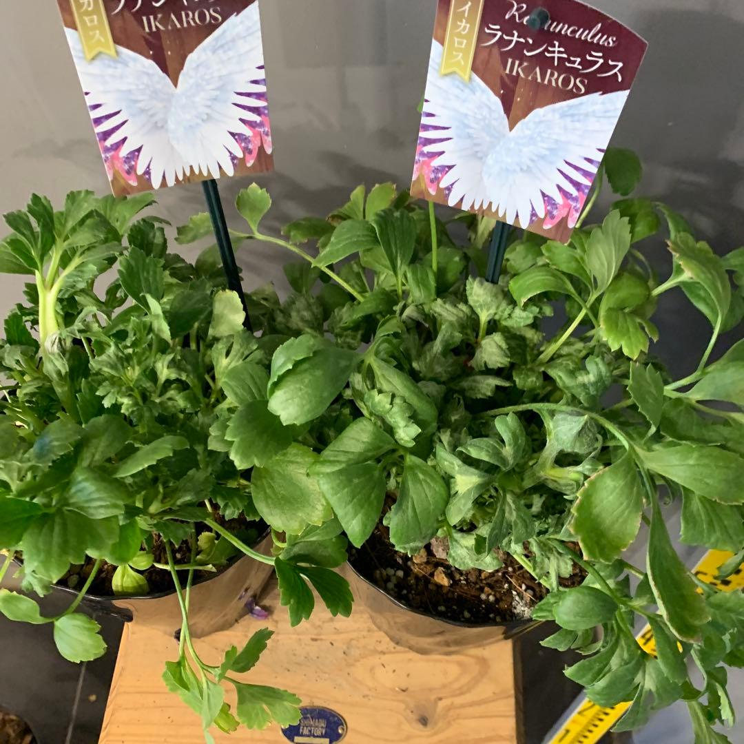 ラナンキュラス イカロスパープル 2個セット
