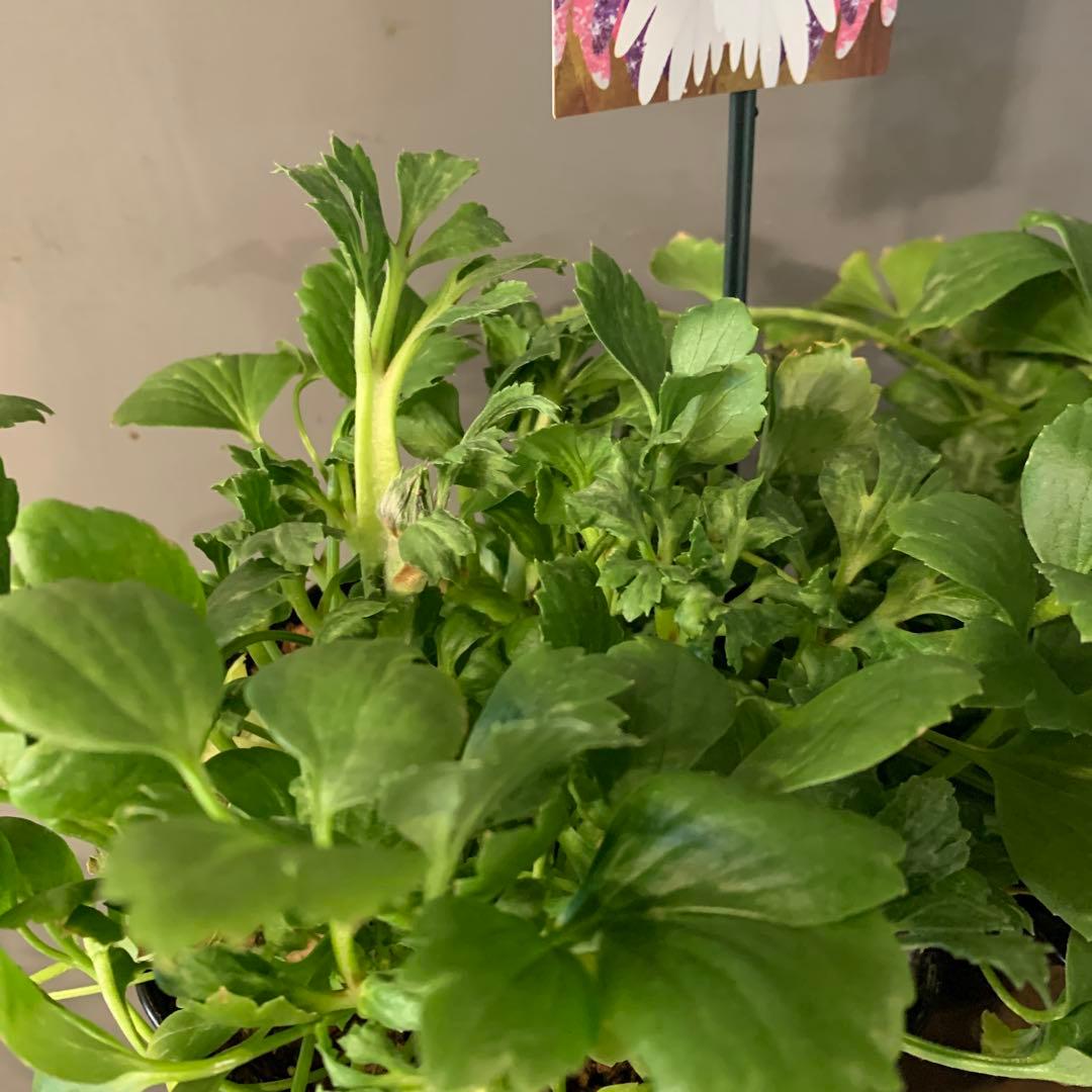 ラナンキュラス イカロスパープル 2個セット