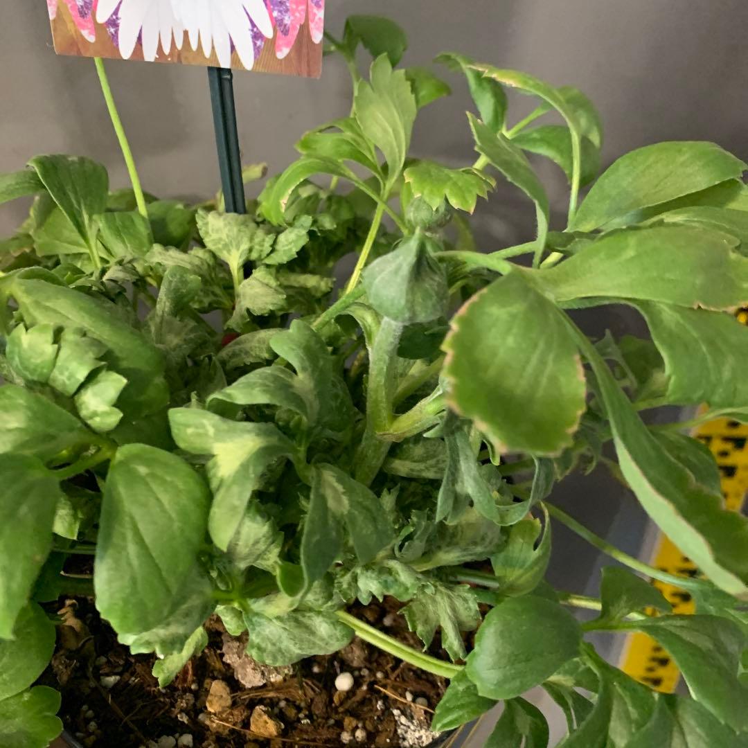 ラナンキュラス イカロスパープル 2個セット