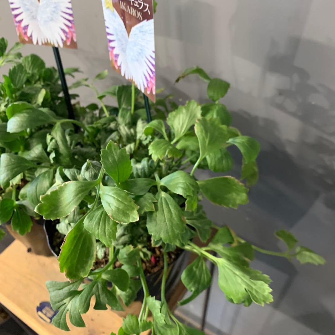 ラナンキュラス イカロスパープル 2個セット