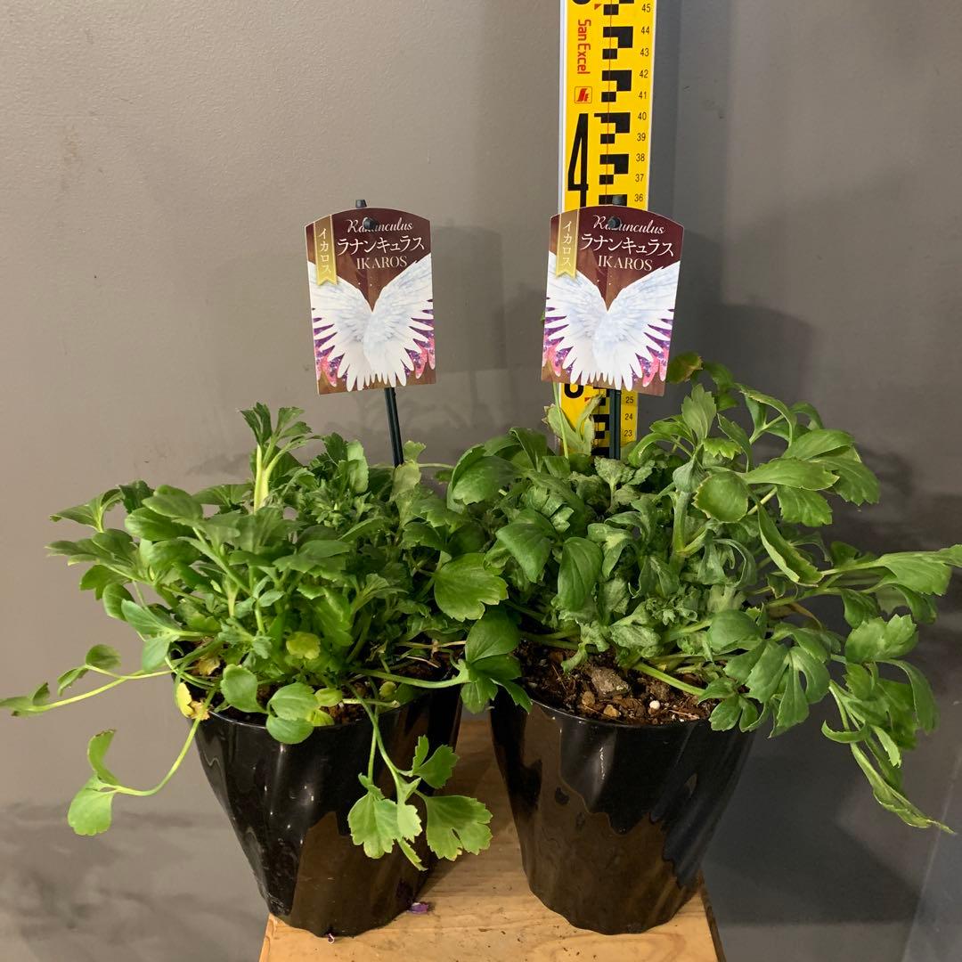 ラナンキュラス イカロスパープル 2個セット