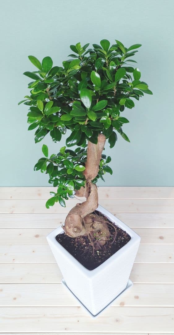 kaikai88《 現品 》ガジュマル 昇龍 お祝い プレゼント