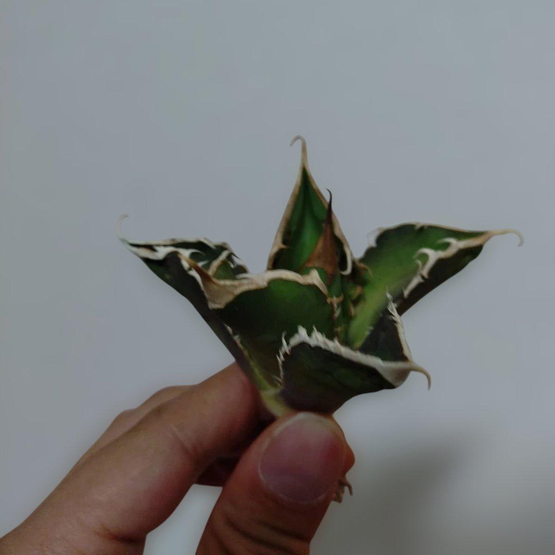 アガベ　オテロイ　実生　外管理株　凍傷あり　白刺