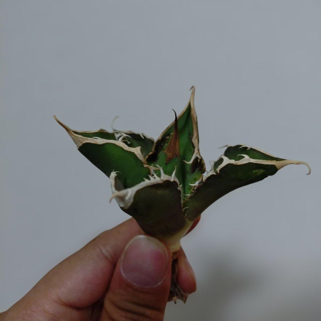 アガベ　オテロイ　実生　外管理株　凍傷あり　白刺