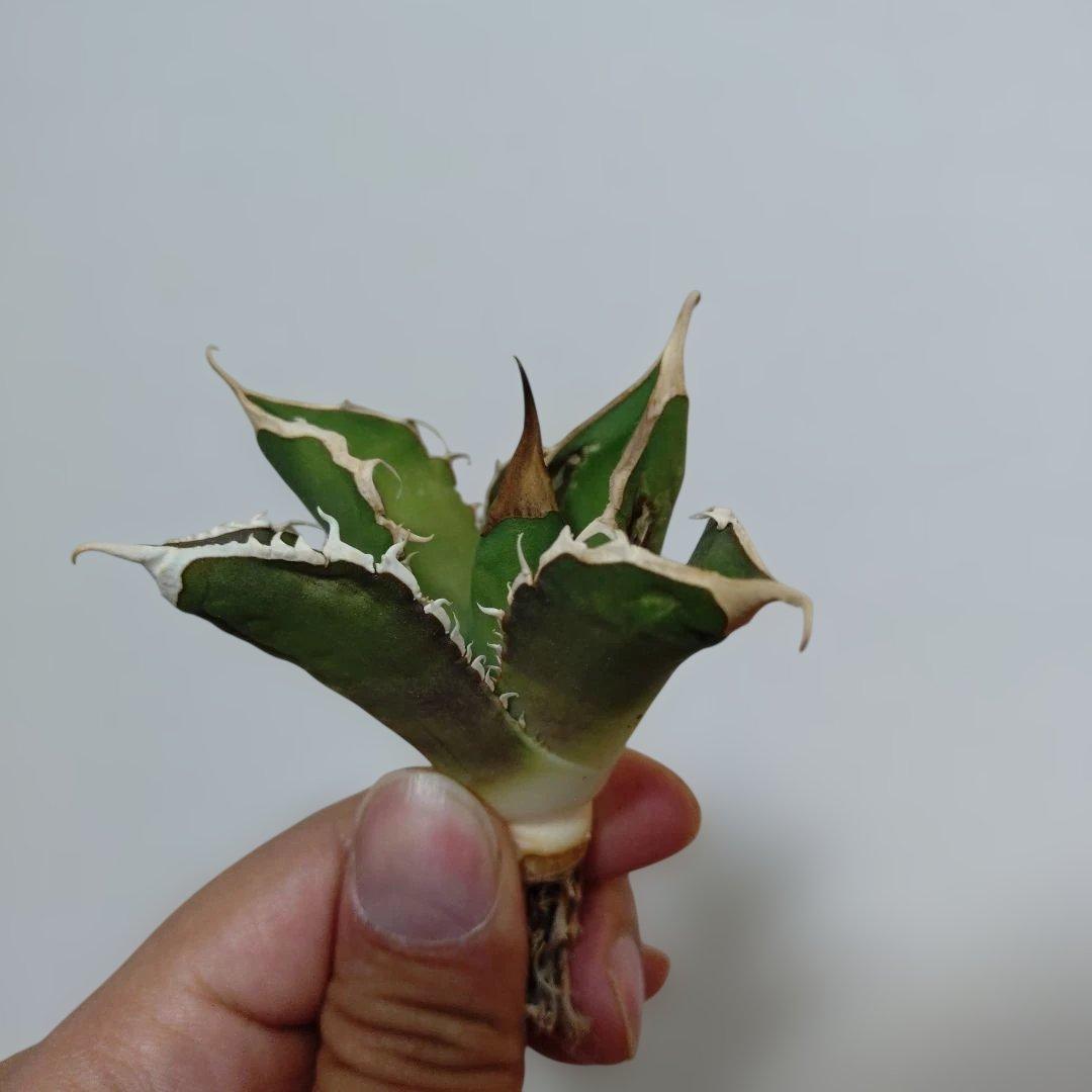 アガベ　オテロイ　実生　外管理株　凍傷あり　白刺