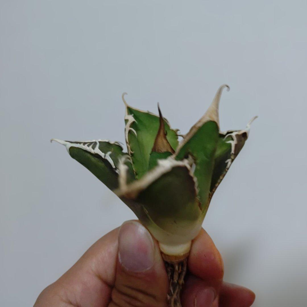 アガベ　オテロイ　実生　外管理株　凍傷あり　白刺