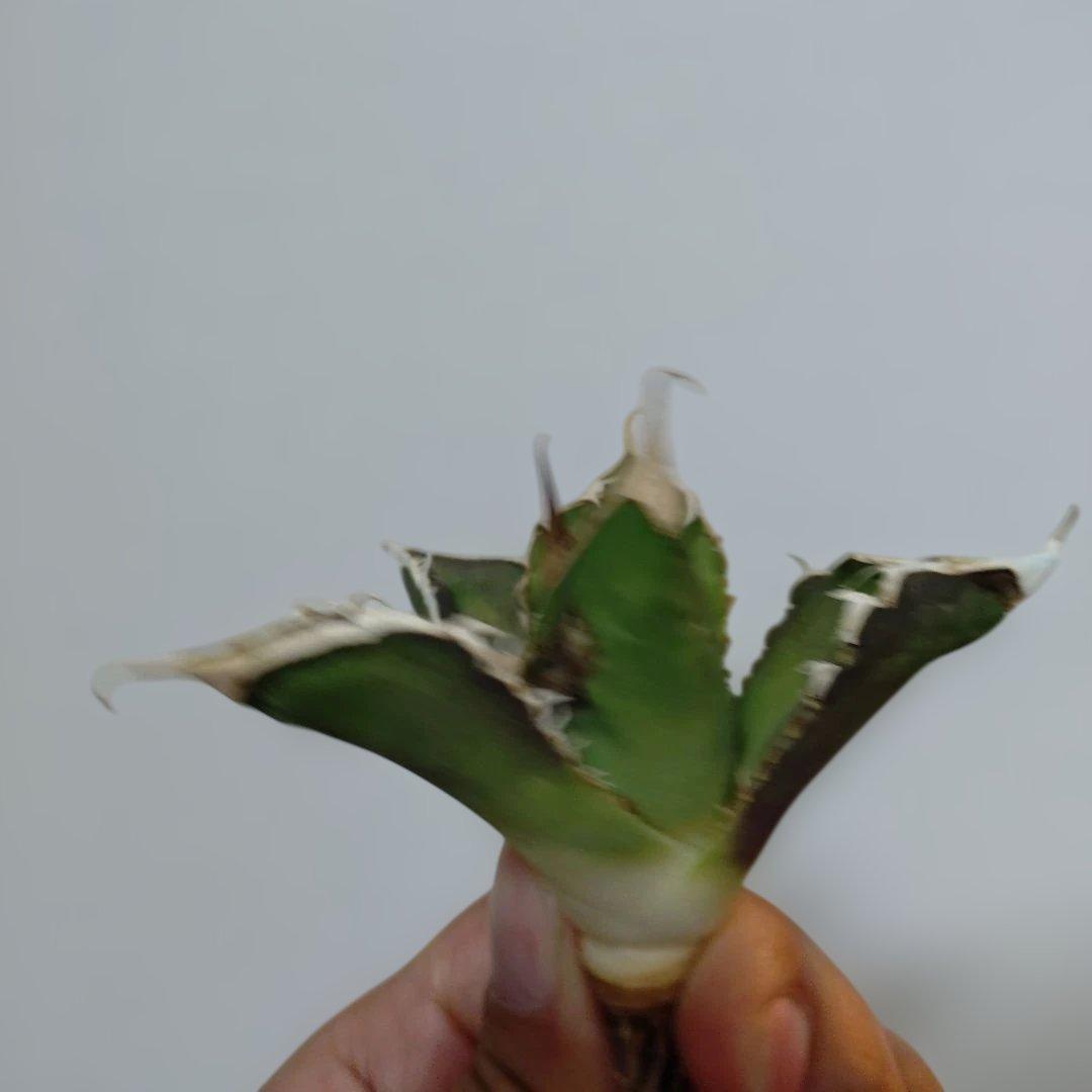 アガベ　オテロイ　実生　外管理株　凍傷あり　白刺