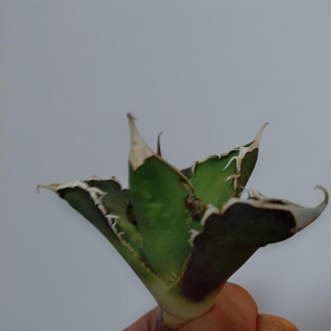 アガベ　オテロイ　実生　外管理株　凍傷あり　白刺