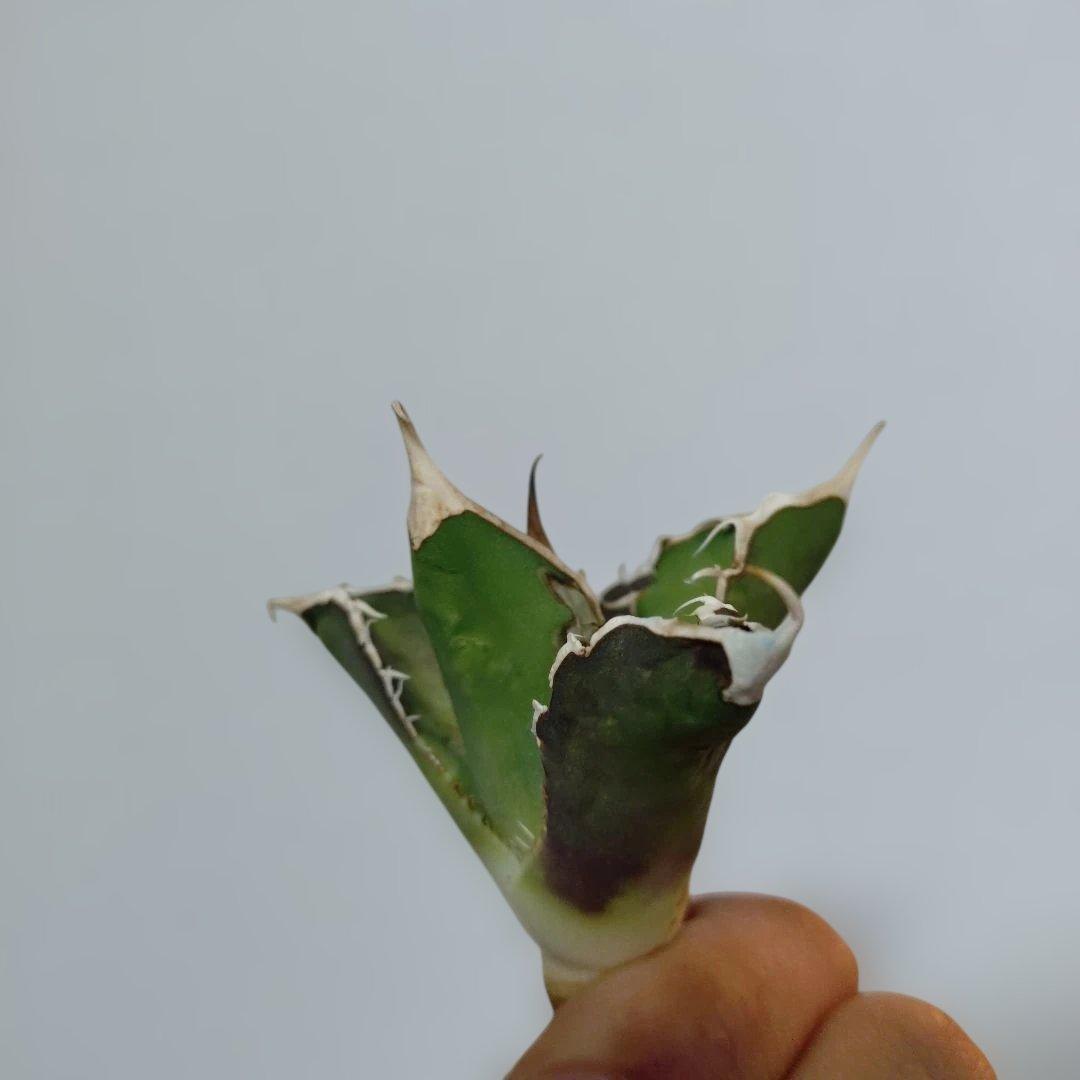 アガベ　オテロイ　実生　外管理株　凍傷あり　白刺