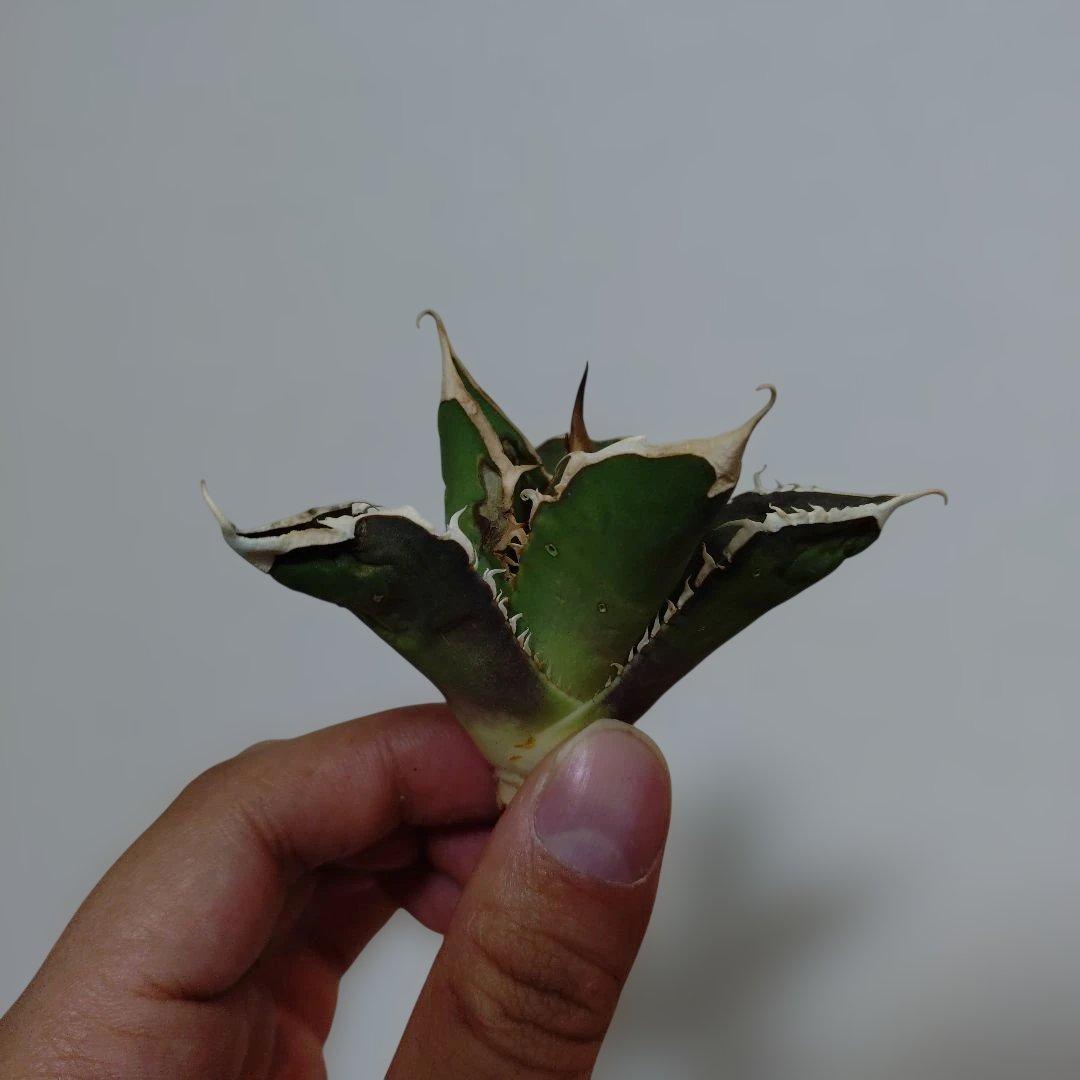 アガベ　オテロイ　実生　外管理株　凍傷あり　白刺