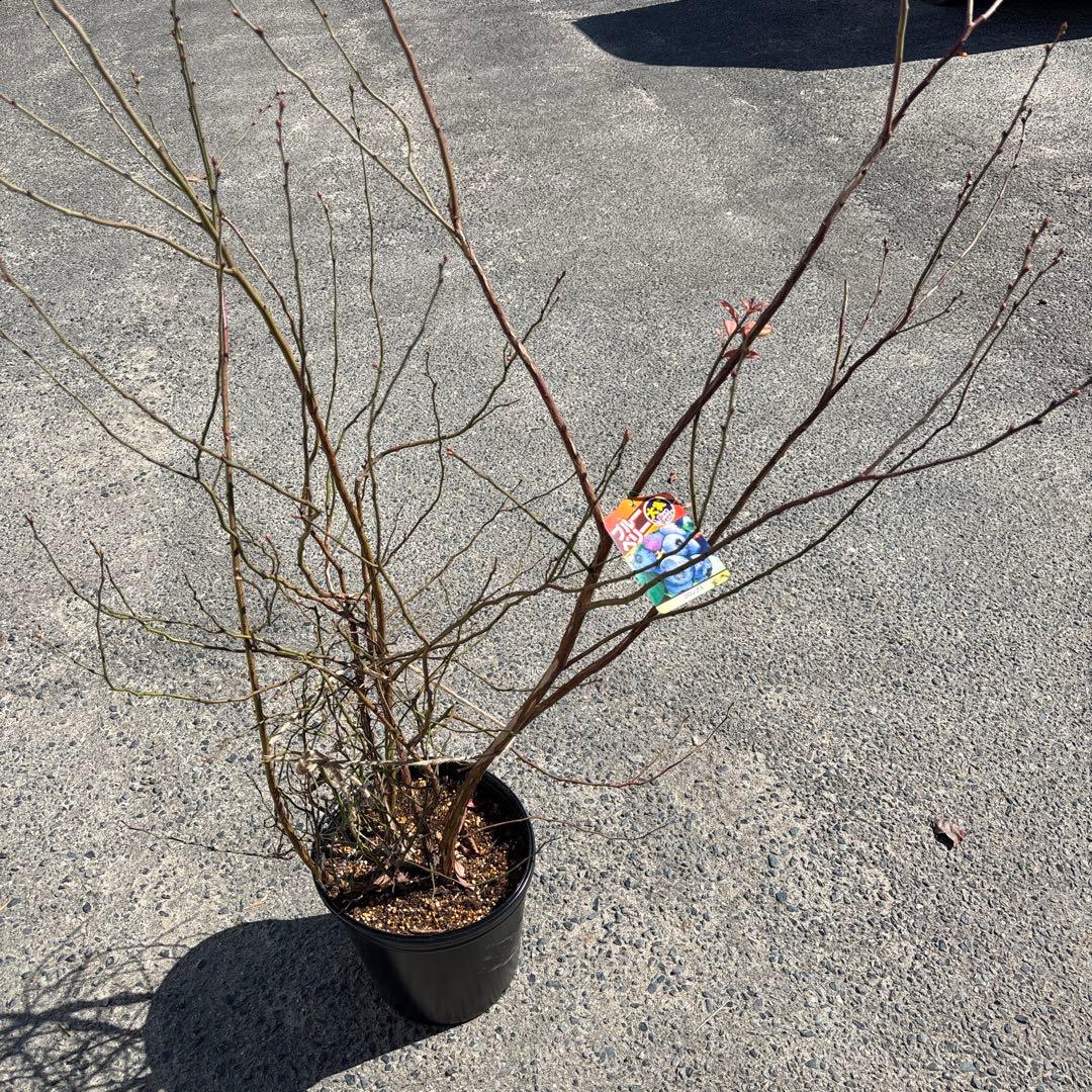 コロンブス　ブルーベリー　大苗　9号鉢