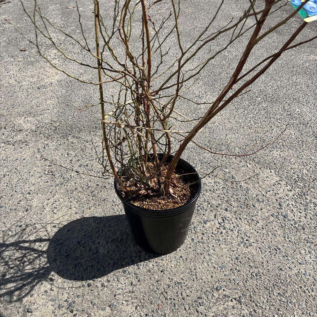 コロンブス　ブルーベリー　大苗　9号鉢