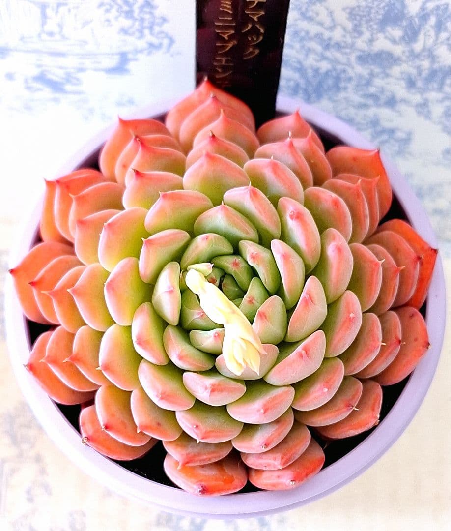 アテマハック×ミニマブエンテタスキーラ札付きポットごとメルカリ便