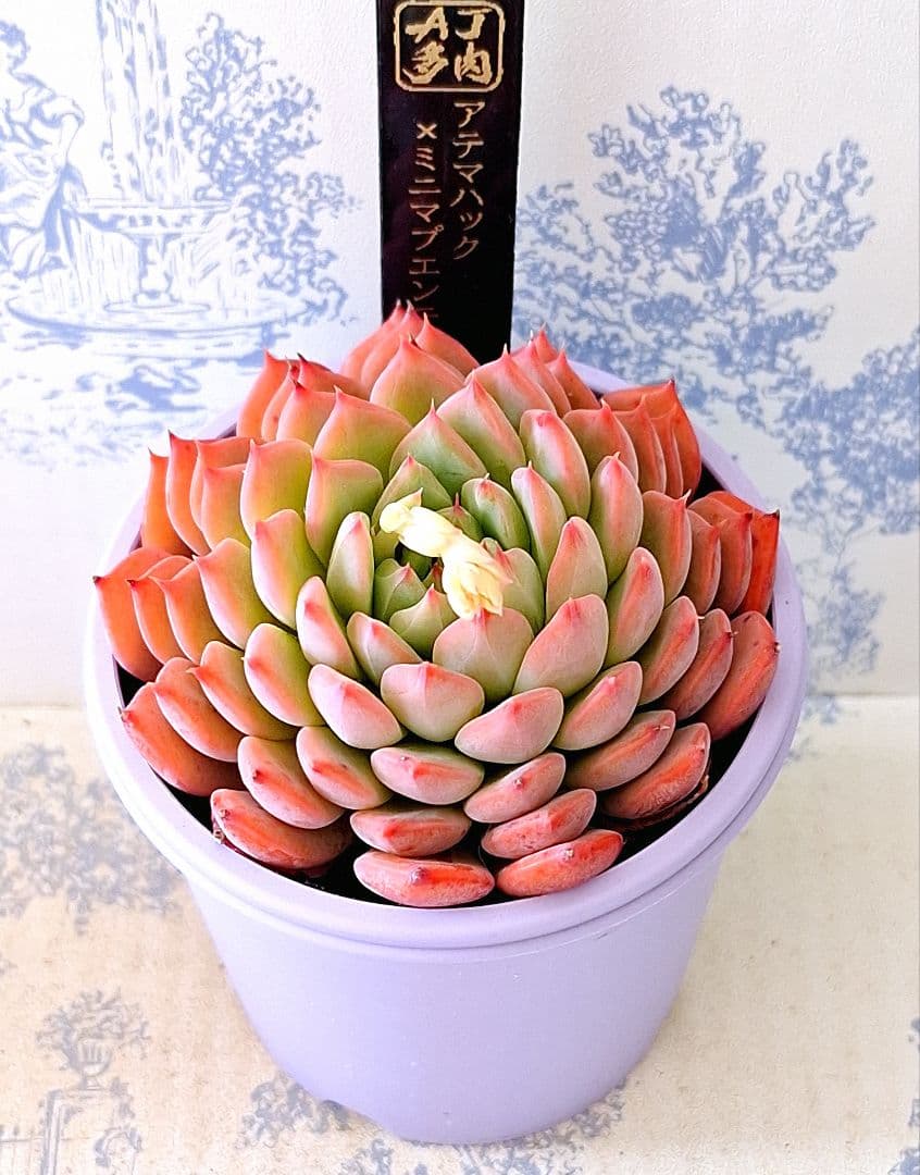 アテマハック×ミニマブエンテタスキーラ札付きポットごとメルカリ便