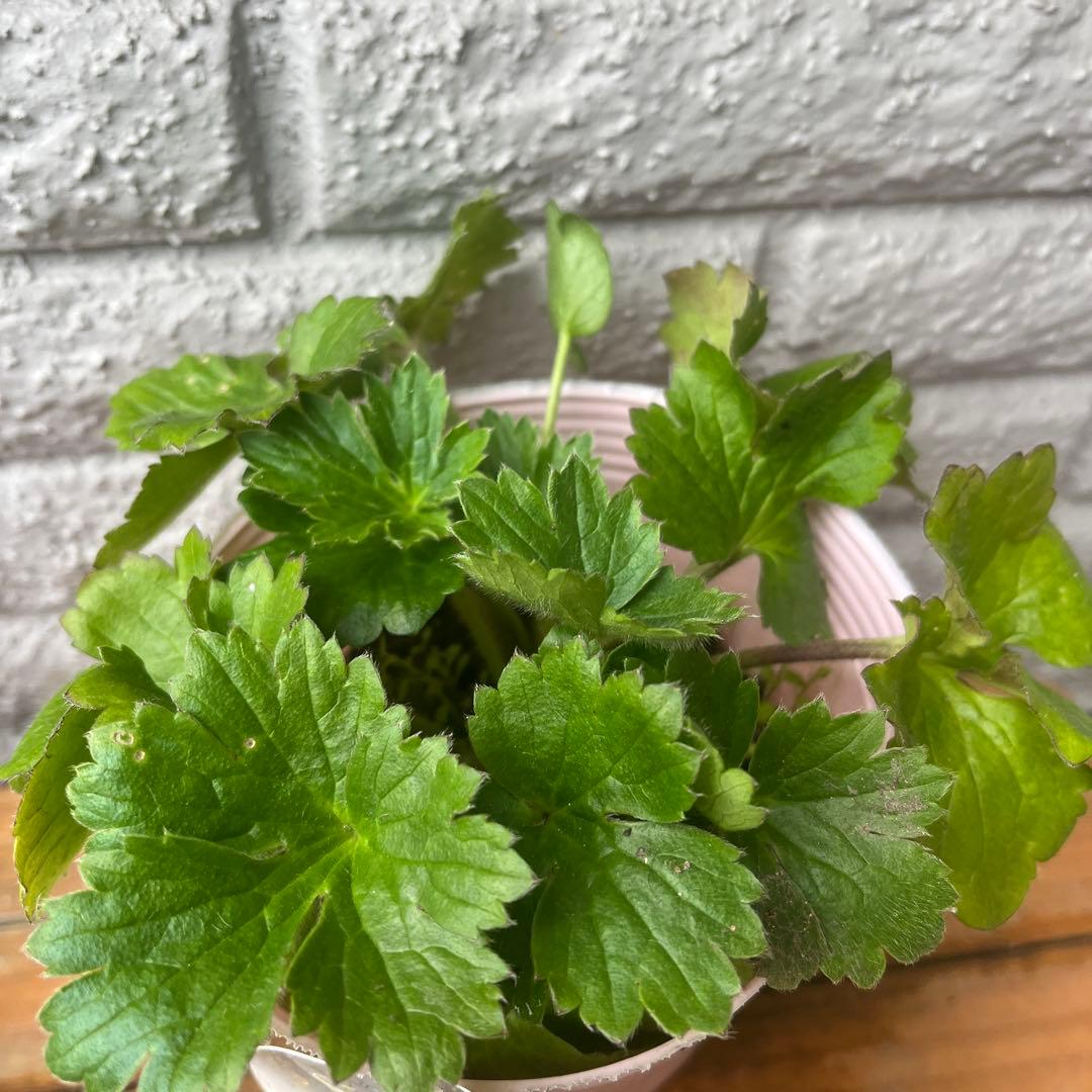 ラナンキュラス　ラックス　リタイ