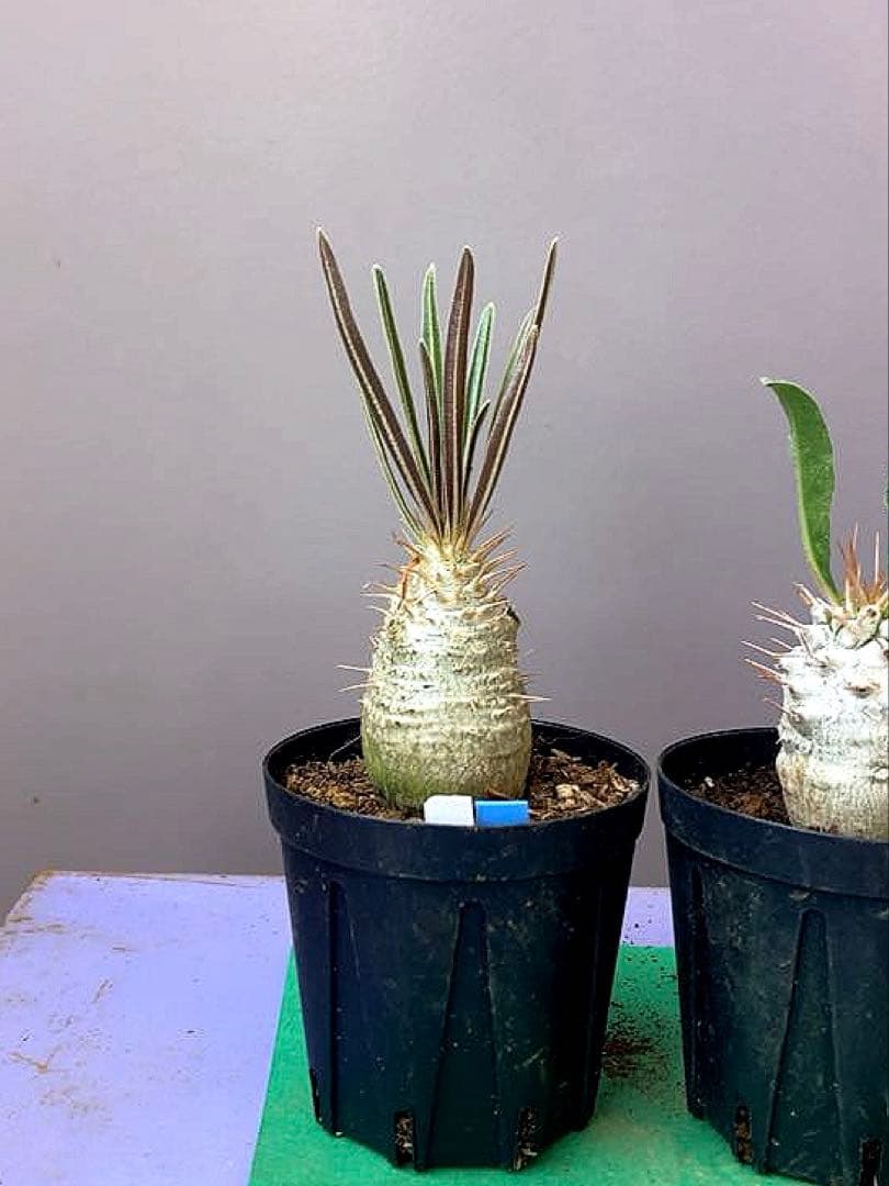 《2号X3WB》パキポ　3鉢セット　グラキリス・光堂・イノピナツム