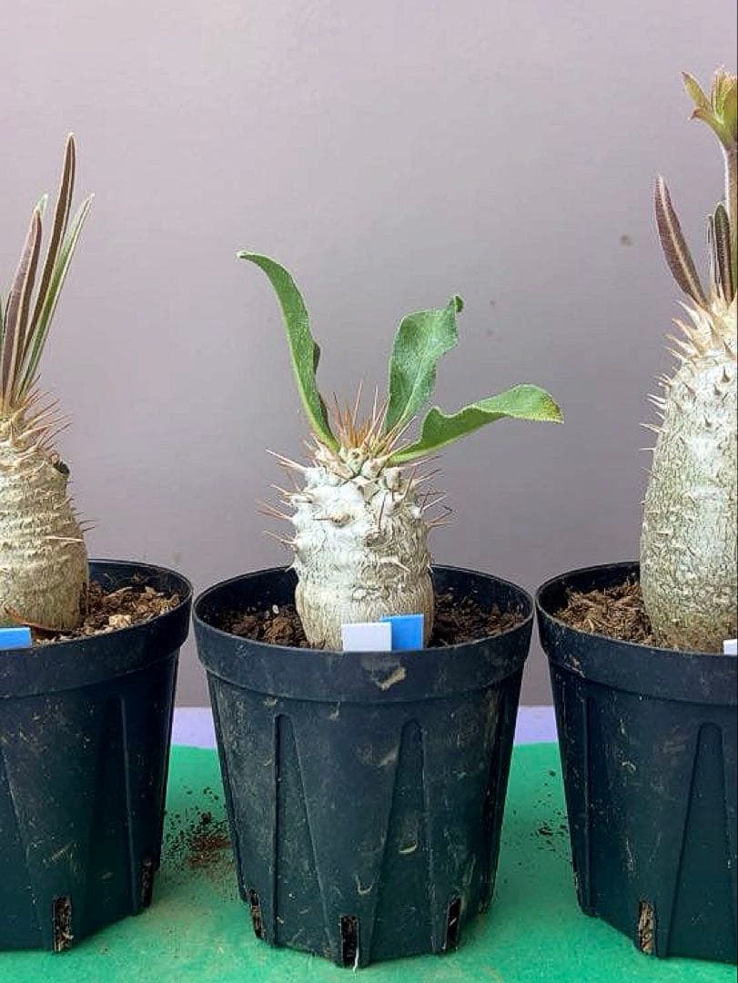 《2号X3WB》パキポ　3鉢セット　グラキリス・光堂・イノピナツム