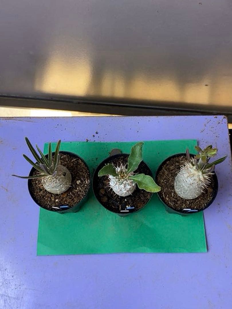 《2号X3WB》パキポ　3鉢セット　グラキリス・光堂・イノピナツム