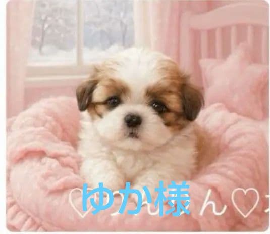 ご確認用　りんりん様パネル　シーズー柄　ハンカチ　ハンドメイド12/14